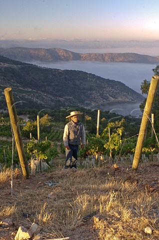 Worker in new Syrah vineyard of Luis Felipe Edwards at an altitude of around 1000 metres above the Puquillay Valley the highest in Colchagua Chile Rapel