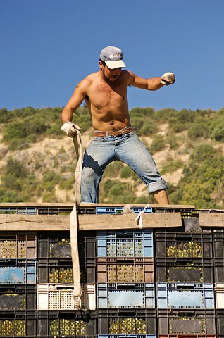 Preparing to unload crates of harvested Sauvignon Blanc grapes at Luis Felipe Edwards winery Colchagua Valley Chile Rapel