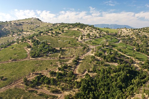 Vineyards of Luis Felipe Edwards Colchagua Valley Chile Rapel
