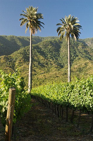 Chilean Palms in La Palmeria vineyard of Via la Rosa Cachapoal Valley Chile Rapel