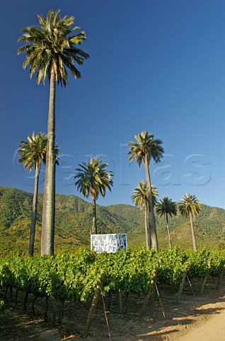 Chilean Palms in La Palmeria vineyards of Via la Rosa Cachapoal Valley Chile Rapel