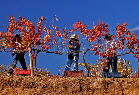 Harvesting Syrah grapes in Los Lingues vineyards of Casa Silva Colchagua Valley Chile Rapel