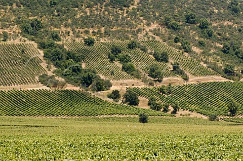 El Olivar vineyards of Viu Manent Colchagua Valley Chile Rapel