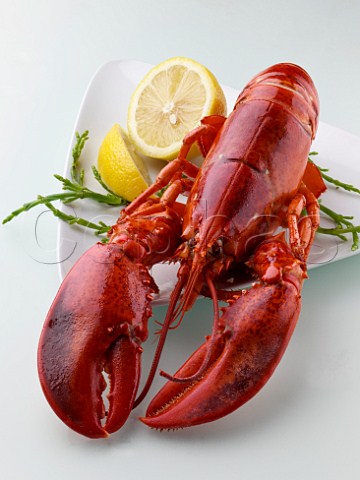 Whole cooked lobster