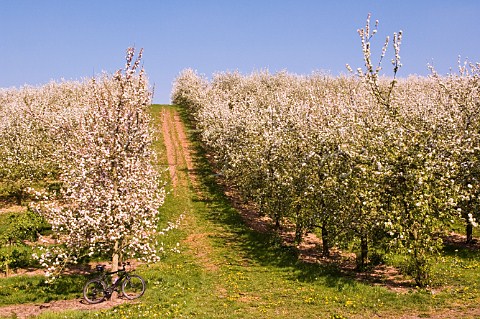 Cider Apple trees in blossom Vale of Evesham Blossom Trail Worcestershire England
