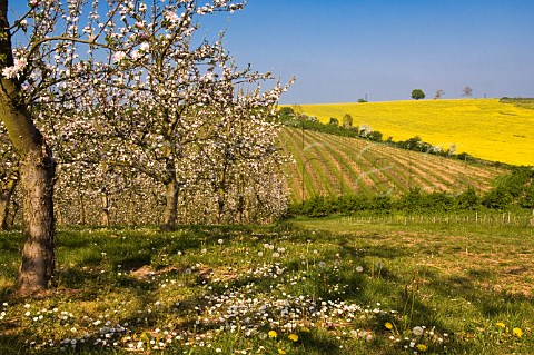 Cider apple orchard in blossom and field of oil seed rape Vale of Evesham Worcestershire England