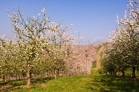 Cider Apple trees in blossom Vale of Evesham Blossom Trail Worcestershire England