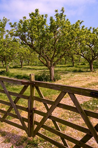 Cider Apple trees Vale of Evesham Worcestershire England