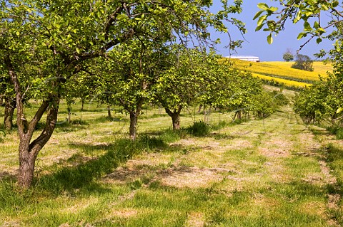 Cider apple trees and field of oil seed rape Vale of Evesham Worcestershire England