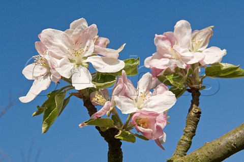 Cider apple tree blossom Vale of Evesham Blossom Trail Worcestershire England