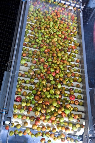 Cider Apples being washed and processed at Thatchers cider Sandford Somerset England