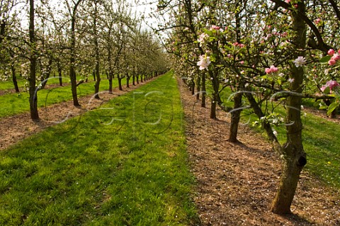 Spring blossom in cider apple orchard Almondsbury Avon England