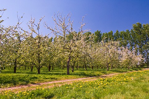 Blossom in orchard of Sheppys Cider near Taunton Somerset England
