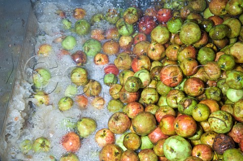 Cider Apples being washed and processed at Thatchers cider Sandford Somerset England