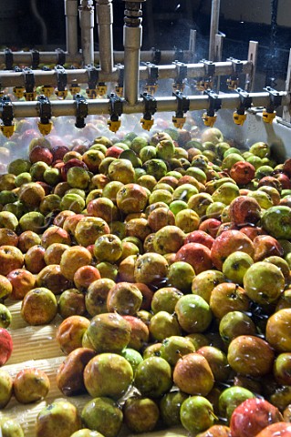 Cider Apples being washed and processed at Thatchers cider Sandford Somerset England