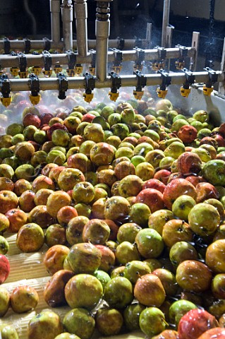 Cider Apples being washed and processed at Thatchers cider Sandford Somerset England