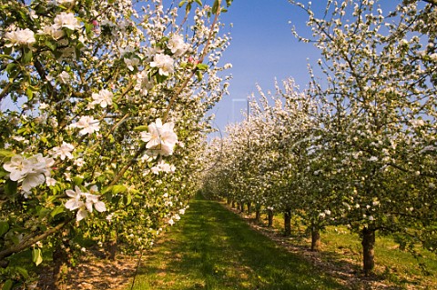 Spring blossom in cider apple orchard Almondsbury Avon England