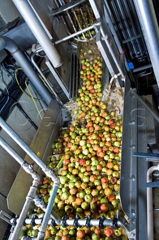 Cider Apples being washed and processed at Thatchers cider Sandford Somerset England