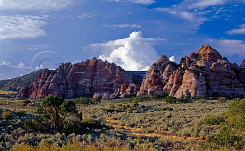 Eroded sandstone formations Kolob Plateau Zion National Park Utah USA