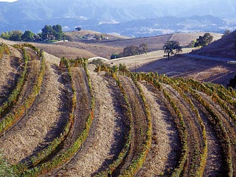 Terraced vineyard at Los Olivos Santa Barbara Co California   Santa Ynez Valley