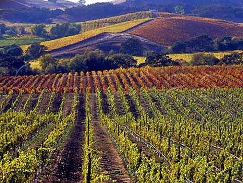 Autumnal vineyards Napa California  Carneros