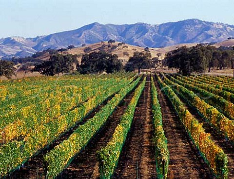 Vineyards near Santa Ynez with the San Raphael Mountains beyond Santa Barbara Co California   Santa Ynez Valley