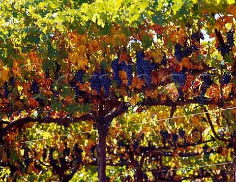 Cabernet Sauvignon grapes in vineyard Cloverdale Sonoma Co California  Dry Creek Valley