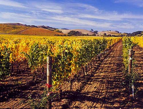 Chardonnay vineyard of Pine Ridge Napa California  Carneros