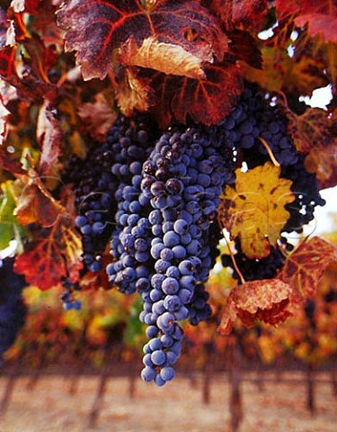 Merlot grapes of vineyard of Opolo Paso Robles San Luis Obispo Co California