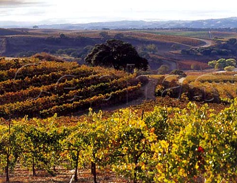 Vineyards near Paso Robles San Luis Obispo Co California   Paso Robles