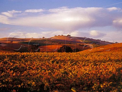 Autumnal vineyards in the Cholame Hills Paso Robles San Luis Obispo Co California  Paso Robles