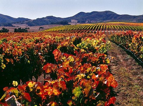 Syrah vineyard of Lafond in the Arita Hills  Solvang Santa Barbara Co California  Santa Rita Hills