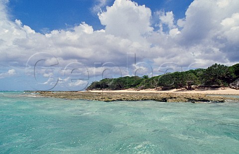 Lady Musgrave Island Capricornia Cays National Park Queensland Australia