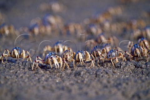 Soldier Crabs Mictyris longicarpus Moreton Island Queensland