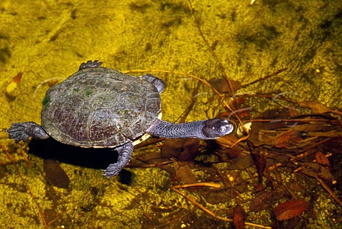 Long necked Tortoise Chelodina longicollis New South Wales Australia