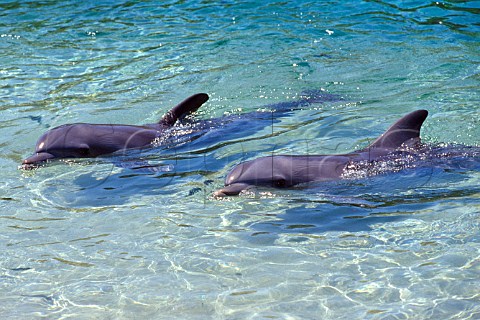 Bottlenose Dolphins Turisops truncatus Queensland Australia