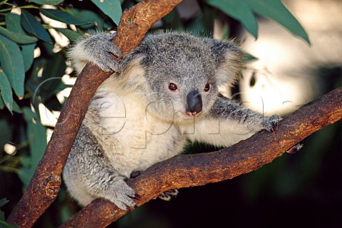 Juvenile Koala Phascolarctos cinereus New South Wales Australia