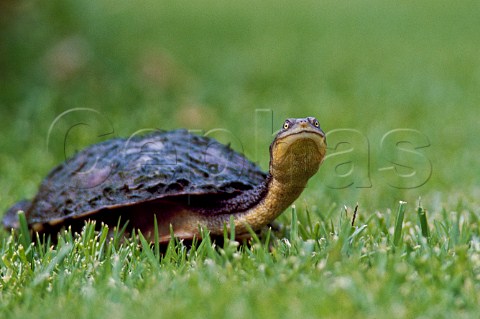 Long necked Tortoise Chelodina longicollis New South Wales Australia