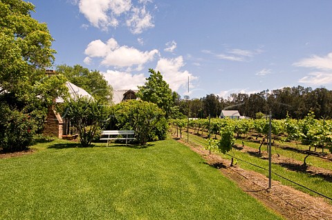 Vineyard at Pepper Tree Wines Hunter Valley New South Wales Australia