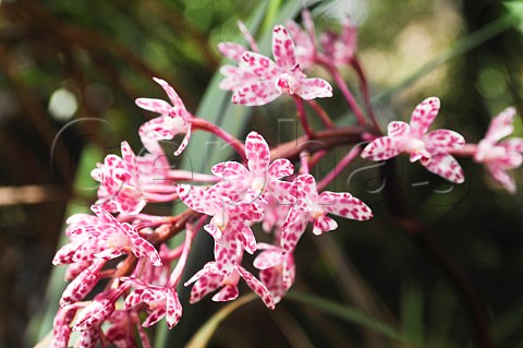 Hyacinth Orchid Dipodium punctatum Ben Boyd National Park New South Wales Australia