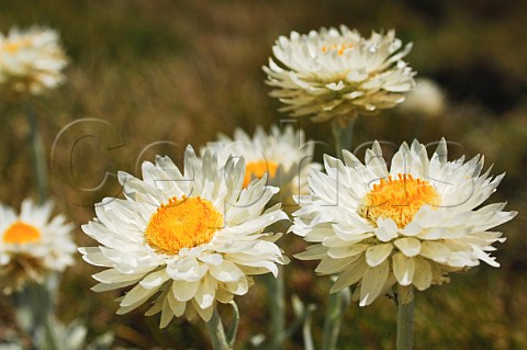 Alpine Sunray Leucochrysum albicans Snowy Mountains New South Wales Australia