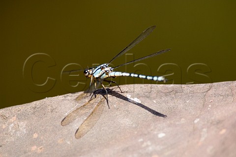 Arrowhead Rockmaster Dragonfly Diphlebia Nymphoides New South Wales Australia