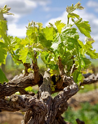 Close up of Shiraz Vine at Leasingham Vineyard Clare Valley South Australia