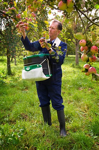 Traditional cider apple picking Burrington Court Somerset England