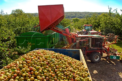 Unloading hopper of machineharvested cider apples at Thatchers Cider Orchard Sandford Somerset England