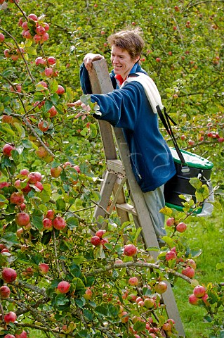 Traditional cider apple picking Burrington Court Somerset England