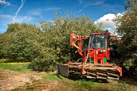 Cider apples being collected by machine at Thatchers Cider Orchard Sandford Somerset England
