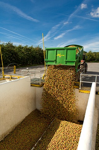 Unloading trailer of machineharvested cider apples into receiving hopper at Thatchers Cider Orchard Sandford Somerset England