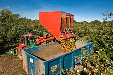Unloading hopper of machineharvested cider apples at Thatchers Cider Orchard Sandford Somerset England