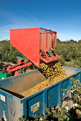 Unloading hopper of machineharvested cider apples at Thatchers Cider Orchard Sandford Somerset England